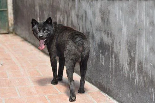 Ringkasan gambar anjing H'Mong Coc yang paling indah