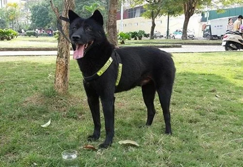 Ringkasan gambar anjing H'Mong Coc yang paling indah