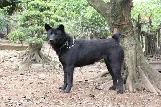 Ringkasan gambar anjing H'Mong Coc yang paling indah