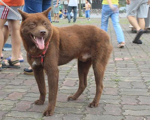 Ringkasan gambar anjing H'Mong Coc yang paling indah