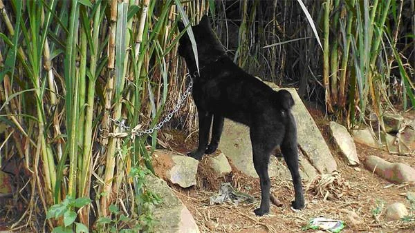 Ringkasan gambar anjing H'Mong Coc yang paling indah