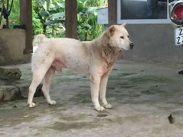 Ringkasan gambar anjing H'Mong Coc yang paling indah