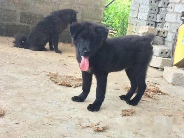 Ringkasan gambar anjing H'Mong Coc yang paling indah
