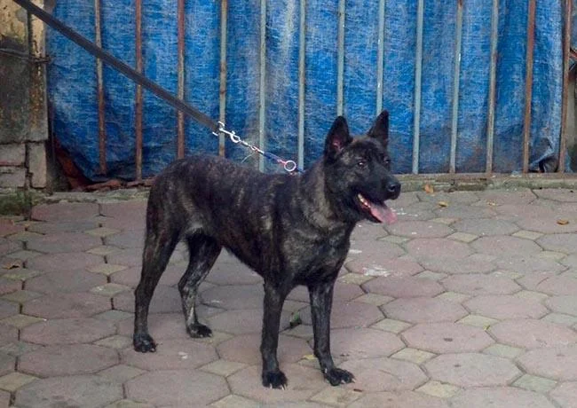 Ringkasan gambar anjing H'Mong Coc yang paling indah