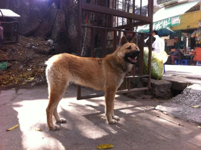 Ringkasan gambar anjing H'Mong Coc yang paling indah