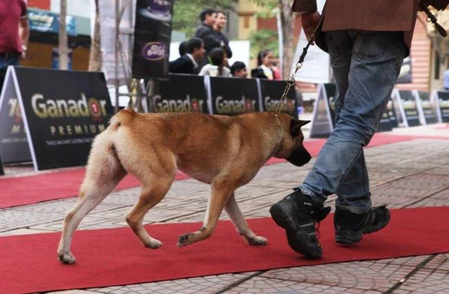 Ringkasan gambar anjing H'Mong Coc yang paling indah