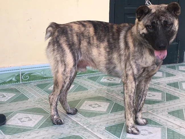 Ringkasan gambar anjing H'Mong Coc yang paling indah