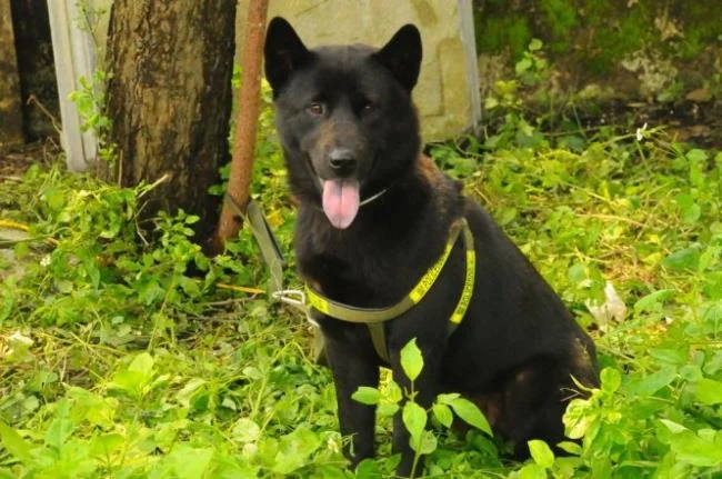 Ringkasan gambar anjing H'Mong Coc yang paling indah