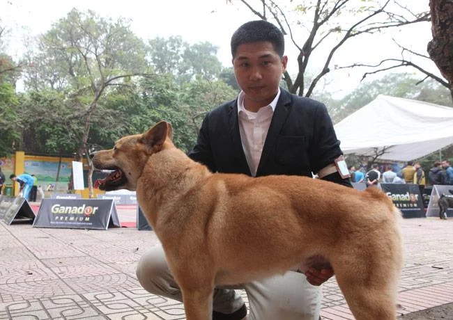 Ringkasan gambar anjing H'Mong Coc yang paling indah