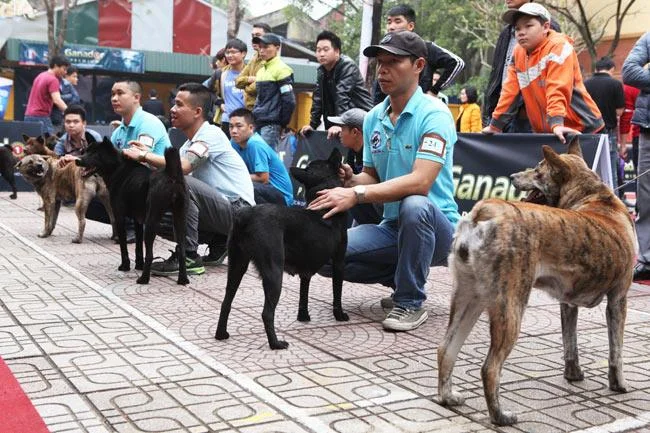 Ringkasan gambar anjing H'Mong Coc yang paling indah