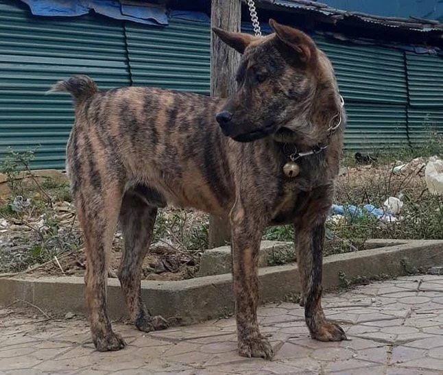 Ringkasan gambar anjing H'Mong Coc yang paling indah