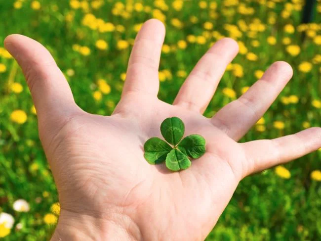 Koleksi wallpaper semanggi 4 daun membawa banyak keberuntungan dan kebahagiaan