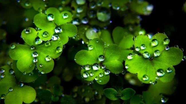 Koleksi wallpaper semanggi 4 daun membawa banyak keberuntungan dan kebahagiaan