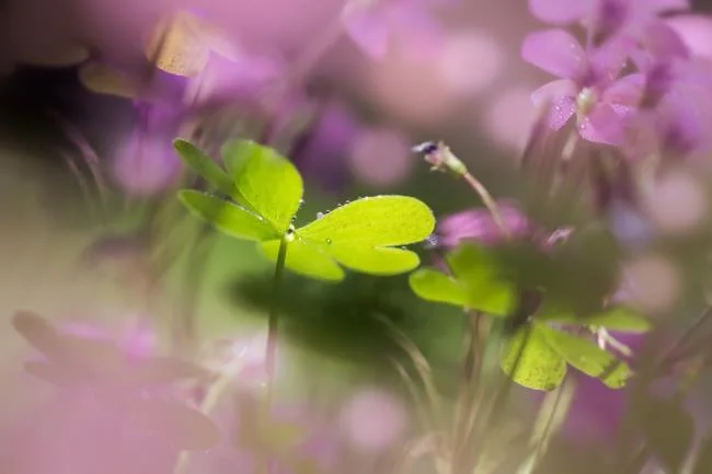 Koleksi wallpaper semanggi 4 daun membawa banyak keberuntungan dan kebahagiaan