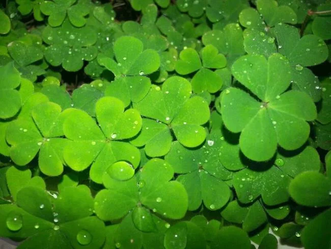 Koleksi wallpaper semanggi 4 daun membawa banyak keberuntungan dan kebahagiaan