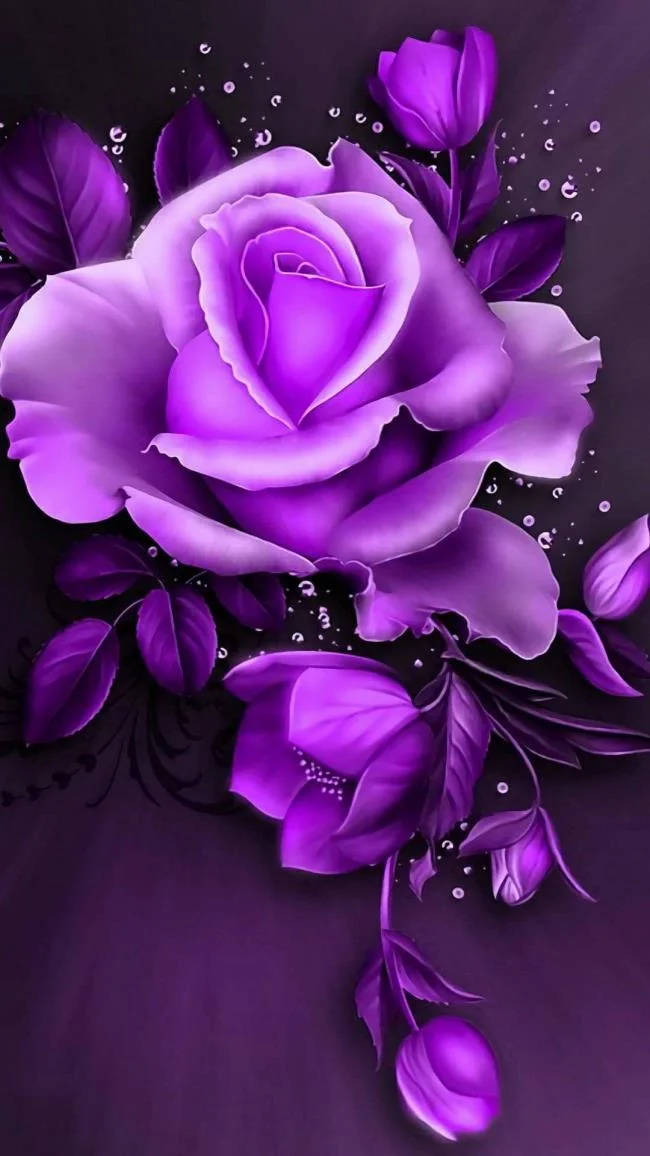 Collection of the most beautiful purple roses pictures
