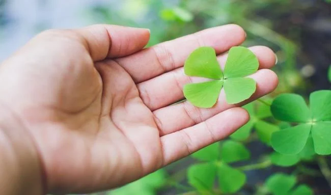 Koleksi wallpaper semanggi 4 daun membawa banyak keberuntungan dan kebahagiaan