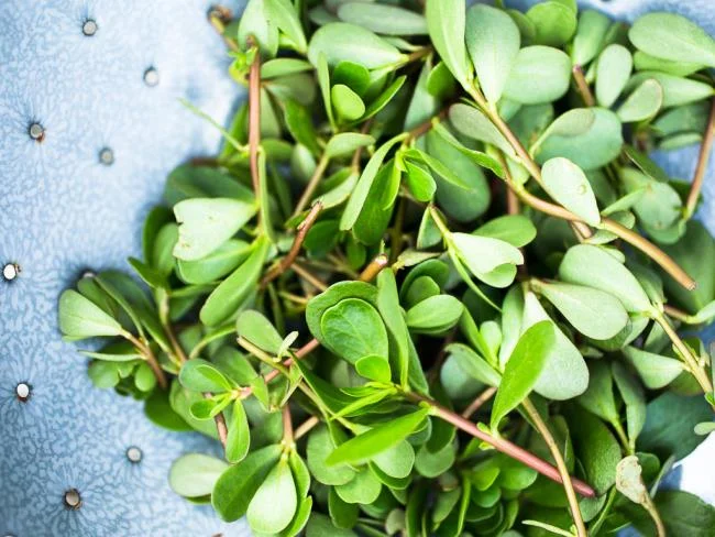 Koleksi wallpaper semanggi 4 daun membawa banyak keberuntungan dan kebahagiaan