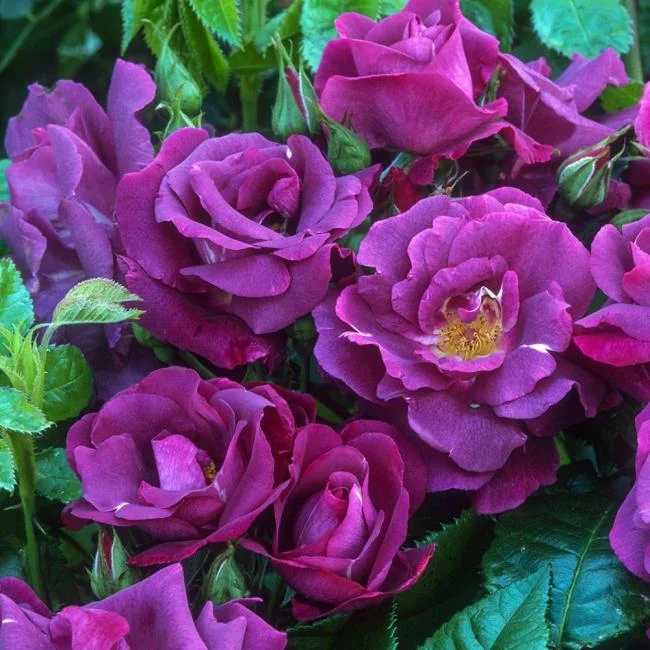 Collection of the most beautiful purple roses pictures