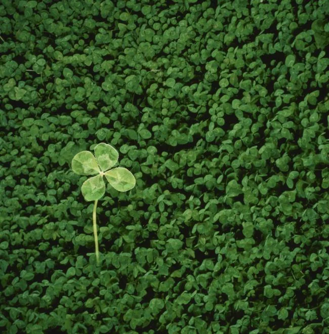 Koleksi wallpaper semanggi 4 daun membawa banyak keberuntungan dan kebahagiaan