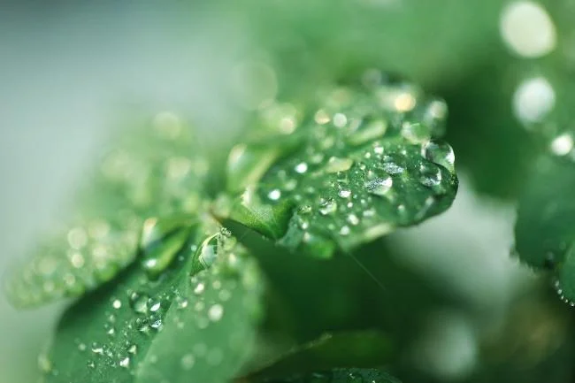 Koleksi wallpaper semanggi 4 daun membawa banyak keberuntungan dan kebahagiaan