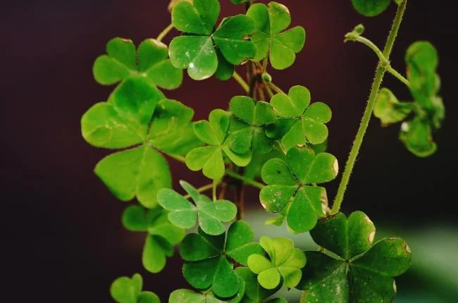 Koleksi wallpaper semanggi 4 daun membawa banyak keberuntungan dan kebahagiaan