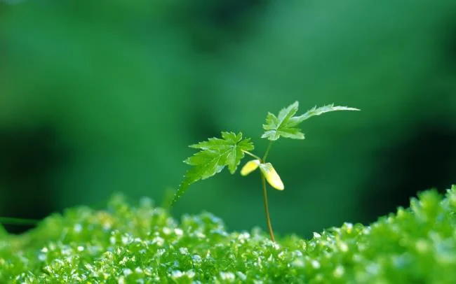 Koleksi wallpaper semanggi 4 daun membawa banyak keberuntungan dan kebahagiaan