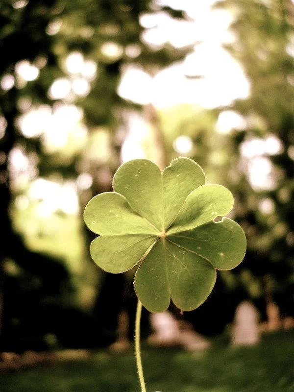 Koleksi wallpaper semanggi 4 daun membawa banyak keberuntungan dan kebahagiaan