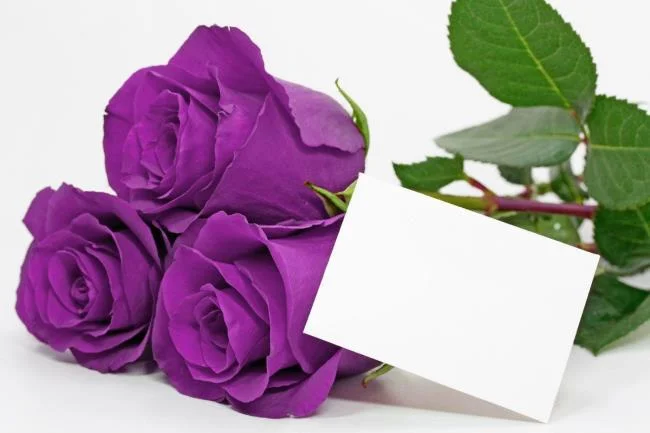 Collection of the most beautiful purple roses pictures