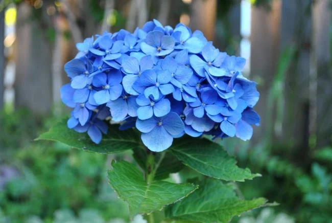 Collection of the most beautiful Flower Wallpaper