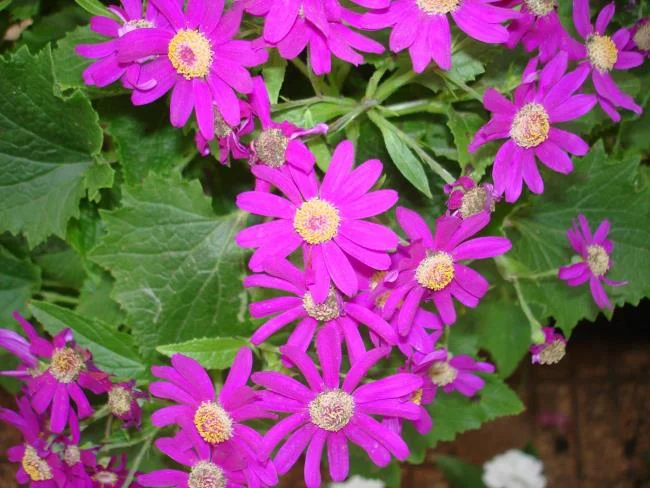 Collection of the most beautiful Flower Wallpaper