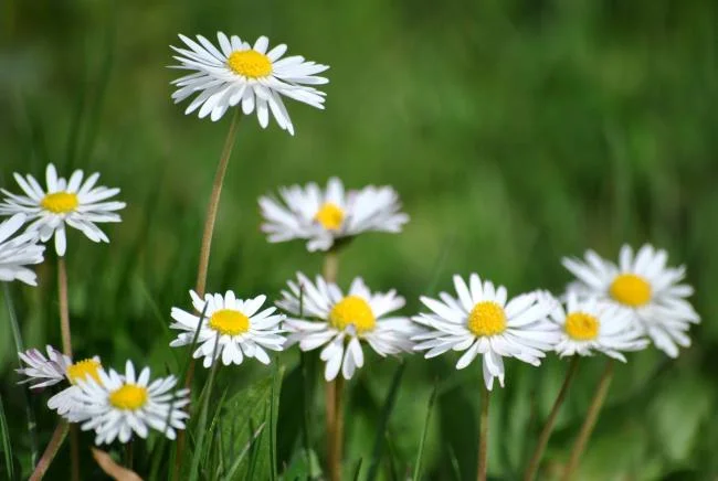 Collection of the most beautiful Flower Wallpaper