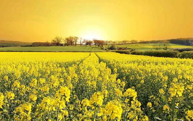 Collection of the most beautiful Flower Wallpaper