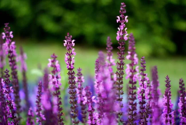 Collection of the most beautiful Flower Wallpaper