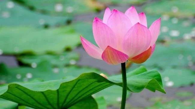 Collection of the most beautiful Flower Wallpaper