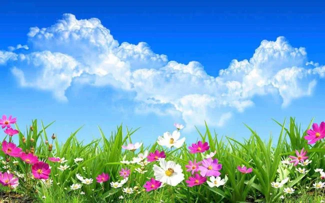 Collection of the most beautiful Flower Wallpaper