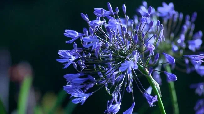 Collection of the most beautiful Flower Wallpaper