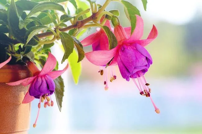 Collection of the most beautiful Flower Wallpaper