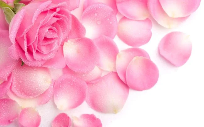 Collection of the most beautiful Flower Wallpaper