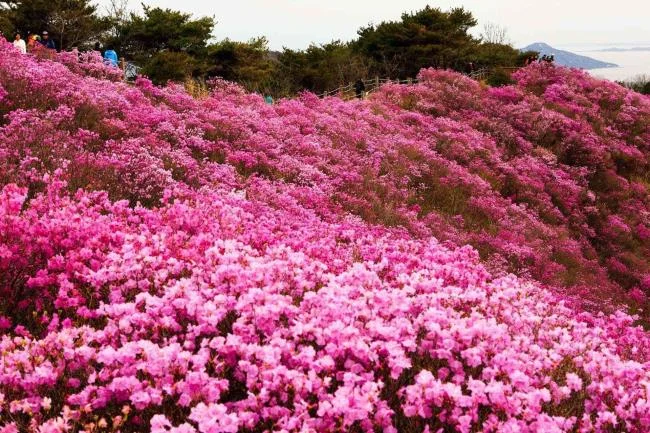 Collection of the most beautiful Flower Wallpaper