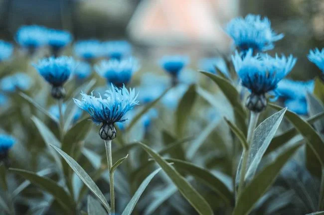 Collection of the most beautiful Flower Wallpaper