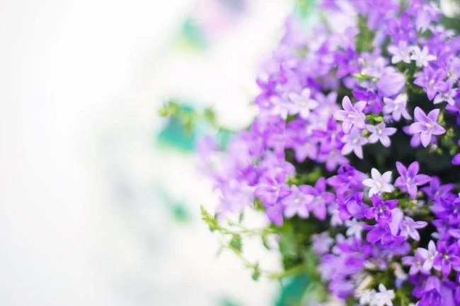 Collection of the most beautiful Flower Wallpaper