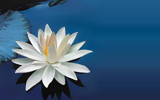 Collection of the most beautiful Flower Wallpaper