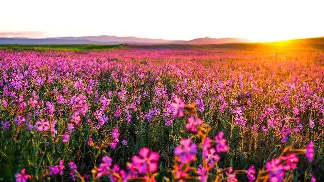 Collection of the most beautiful Flower Wallpaper