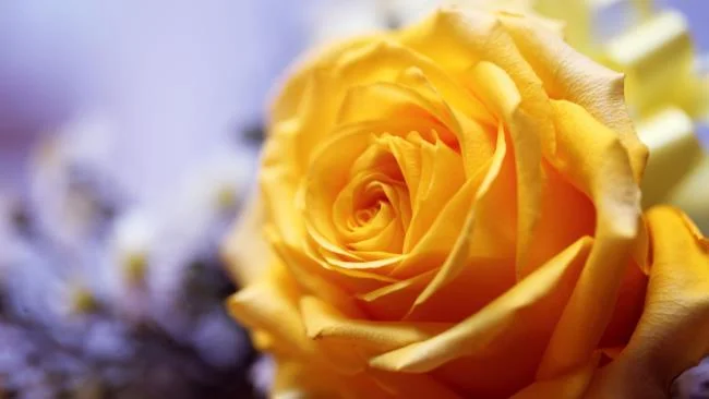 Collection of the most beautiful Flower Wallpaper