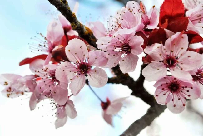Collection of the most beautiful Flower Wallpaper