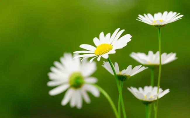 Collection of the most beautiful Flower Wallpaper