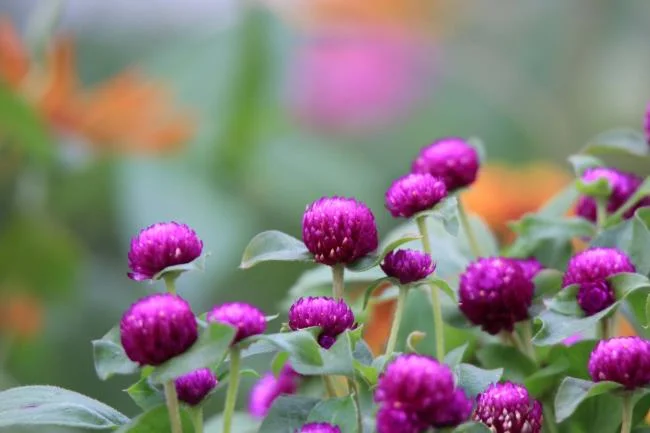 Collection of the most beautiful Flower Wallpaper