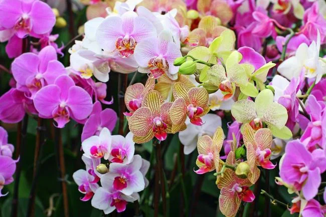Collection of the most beautiful Flower Wallpaper