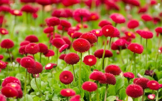 Collection of the most beautiful Flower Wallpaper